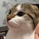 brwhat brwhat