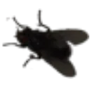 fly fly
