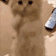 ST_CatPuweez Discord emoji