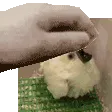 KapiPat