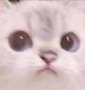 cattobsenz