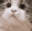 BLyessex