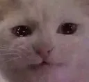 54
