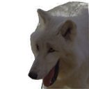 A white wolf with a wide, open-mouthed grin and panting expression.