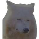 A white wolf looking down with heavy, tired eyes and a neutral, unimpressed expression.