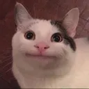 nicecat