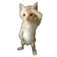 catsalute