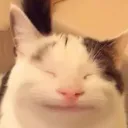 notgae