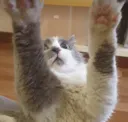 :chatbadaboum: chatbadaboum