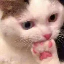 Scared Cat scaredcat Discord Emoji