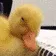 duckSleepy duckSleepy