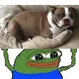 rexCheer