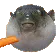 pufferfish