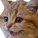 happycat