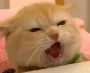 lepaws4