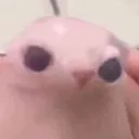 squingus squingus