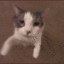 ALLP_CatFastKiss