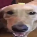 buddadog