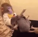 nb_macaquinhoS2