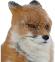 FoxWimdy Discord Emoji