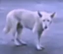 dogo dogo