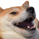 dogKEK