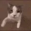 SCcattokiss