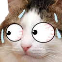 nerveCat