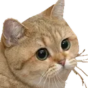 what_cat what_cat