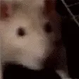 CCmouseJam
