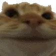 catno catno