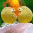 fishblub