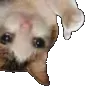 thumbsupsidedown