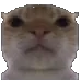 cat_neutral cat_neutral