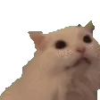 Whitecat whitecat Discord Emoji