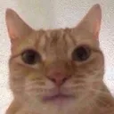 koltcat Discord Emoji