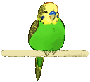 SittingBudgie Discord emoji