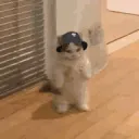 n_cats