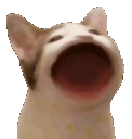 n_catbop Discord emoji