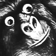 :Haramb2:
