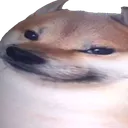 DogoLook