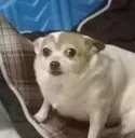 ScaredDoggo