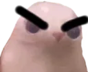 bingusangry
