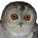 owl_3 owl_3