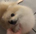 Haruno Discord emoji
