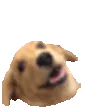 doghop