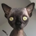 bongus_stare