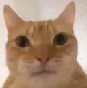 Catstare