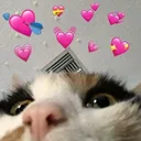 catlove