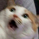 cdWat Discord emoji